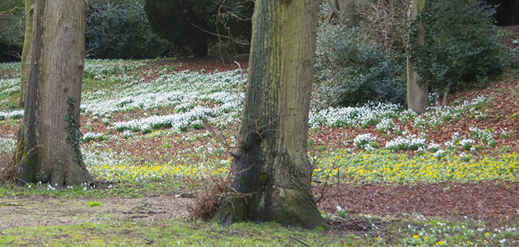 Snowdrops and Crocuses