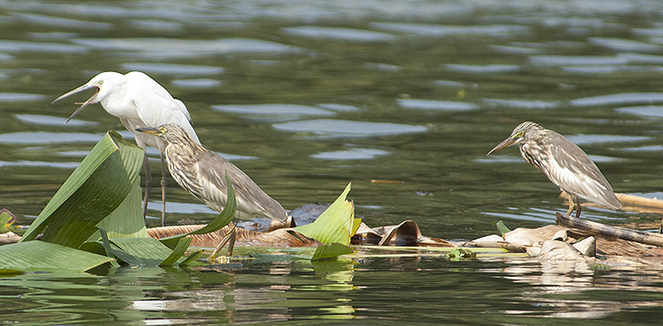 Kerala river birds
