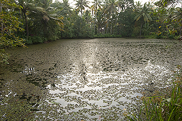 Kerala fishery