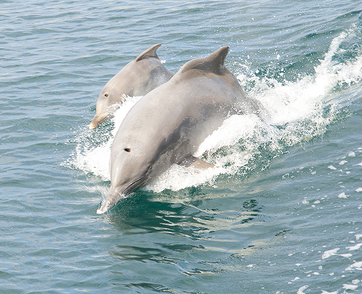 wild Dolphins, M