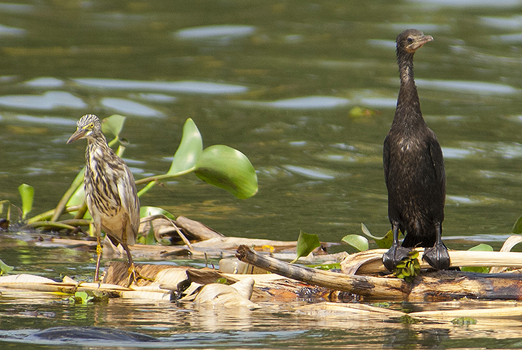 Kerala Water Birds