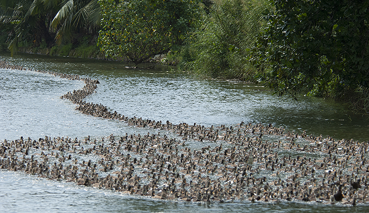 Carpet of river ducks
