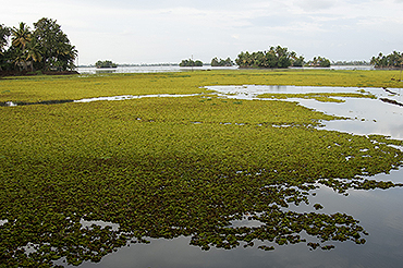 Rice field