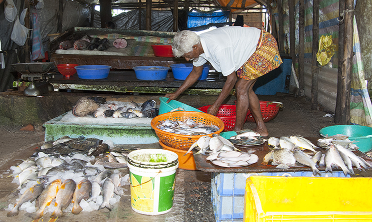 Keralan fishmonger